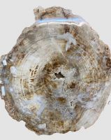 Versteinertes Holz - Scheibe - 45cm - Einzelst�ck
