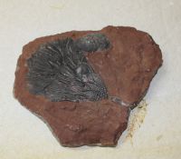 Versteinerte Seelilie - Marokko - 18x16cm - Einzelstck