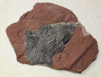 Versteinerte Seelilie - Marokko - 16x15cm - Einzelstck