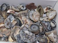 Achat - Geoden - St�ck - 3,5-6,5cm - 1,5kg - Karton