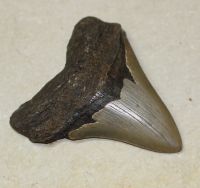 Megalodon - fossiler Haizahn - 9,4x9x8,2cm - Einzelstck