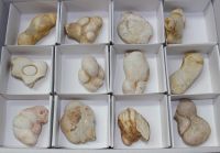 Menalite - 4-5cm - 12 St�ck - Karton