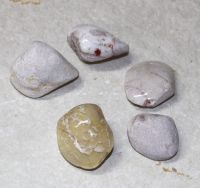 Versteinerte Muschel - Australien - 3-4cm -  1 Stck