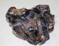 Frosch Tier Figur - Versteinertes Holz - 12x13cm - Einzelst�ck