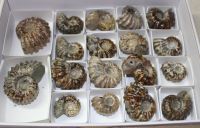 Ammonit - Douvelliceras - 3-5 cm - 18 St�ck  - Karton