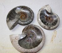 Ammonit - Madagaskar - Schalen - 10-14cm - 3 Stck - Karton