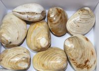 Muschel - Cardenia - Madagaskar - 7-10cm - 8 Stck - Karton