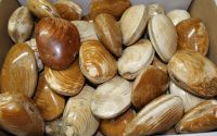 Muschel - Cardenia - Madagaskar - 7-9cm - 40 Stck - Karton