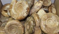 Ammonit - Kranaosphinctes -  6-12cm - 5 kg - Karton