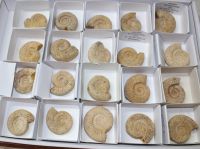 Ammonit - Kranosphinctes - 4-5cm - 20 Stck - Karton