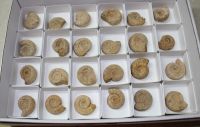 Ammonit - Madagaskar - 3-3,5cm - 24 Stck - Karton