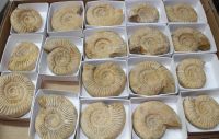 Ammonit - Kranosphinctes - 6-8cm - 19 Stck - Karton