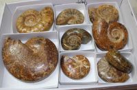 Ammonit - Madagaskar - 6-12cm - 9 Stck