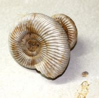 Ammonit - Perisphinctes - 10x6cm - Einzelstck