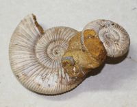 Ammonit - Perisphinctes - 12x5cm - Einzelstck