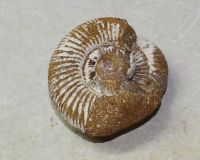 Ammonit - Perisphinctes - 7x3cm - Einzelstck