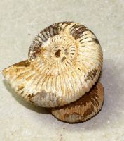 Ammonit - Perisphinctes - 7x4cm - Einzelstck