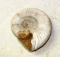 Ammonit - Perisphinctes - 8x4cm - Einzelstck