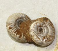 Ammonit - Perisphinctes - 9x4cm - Einzelstck