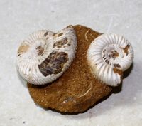 Ammonit - Perisphinctes - 8x5cm - Einzelstck