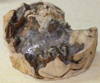 Frosch Tier Figur - Versteinertes Holz - 12x6,5cm - Einzelst�ck