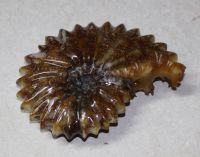 Ammonit - Douvelliceras - 12x9cm - Einzelstck