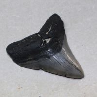 Megalodon - fossiler Haizahn - 9,7x8,7cm - Einzelst�ck