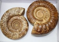 Ammonit - Kranosphinctes - 20 und 22 cm  - 2 Stck