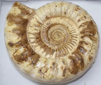 Ammonit - Kranosphinctes - 27cm  - 1 Stck