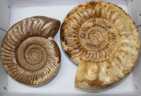 Ammonit - Kranosphinctes - 26 und 21 cm  - 2 Stck
