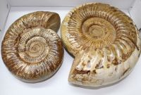 Ammonit - Kranosphinctes - 19 und 23 cm  - 2 Stck