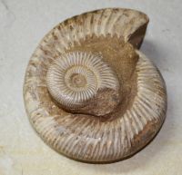 Ammonit - Kranosphinctes - Stufe - 17x15cm - Einzelstck