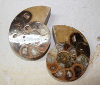 Ammonit - Macrozephalus  - 12x9cm - 1 Paar