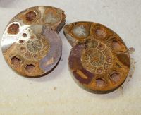 Ammonit - Macrozephalus  - 11x9cm - 1 Paar