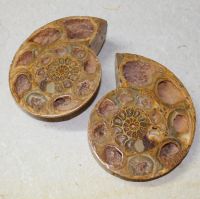 Ammonit - Macrozephalus  - 12x10cm - 1 Paar